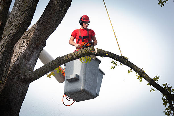 Best Tree Maintenance Programs  in Napavine, WA